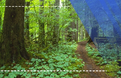 Nature and Forest Pedagogy Trainer Training