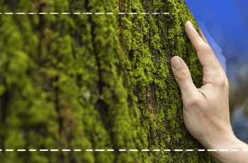 Dendroloji