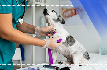 Veterinary Medicine Career Camp for High School Students